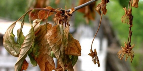 Bolest trešnje monilioze: kako liječiti, fotografije, uzroci infekcije, pravila obrade